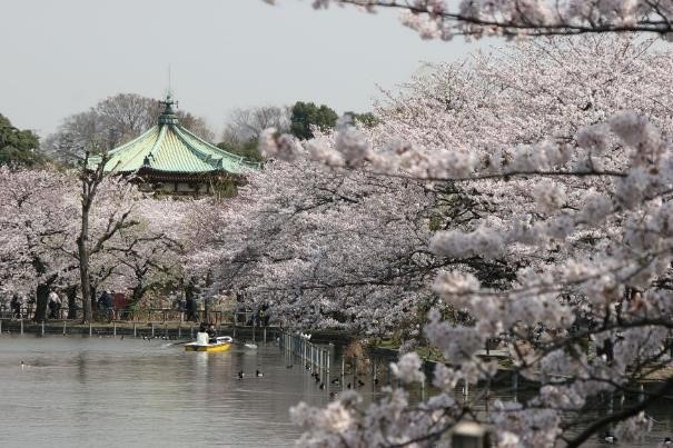 Voyage en Corée et au Japon pour la période des cerisiers en fleur avec routedelacoree.com